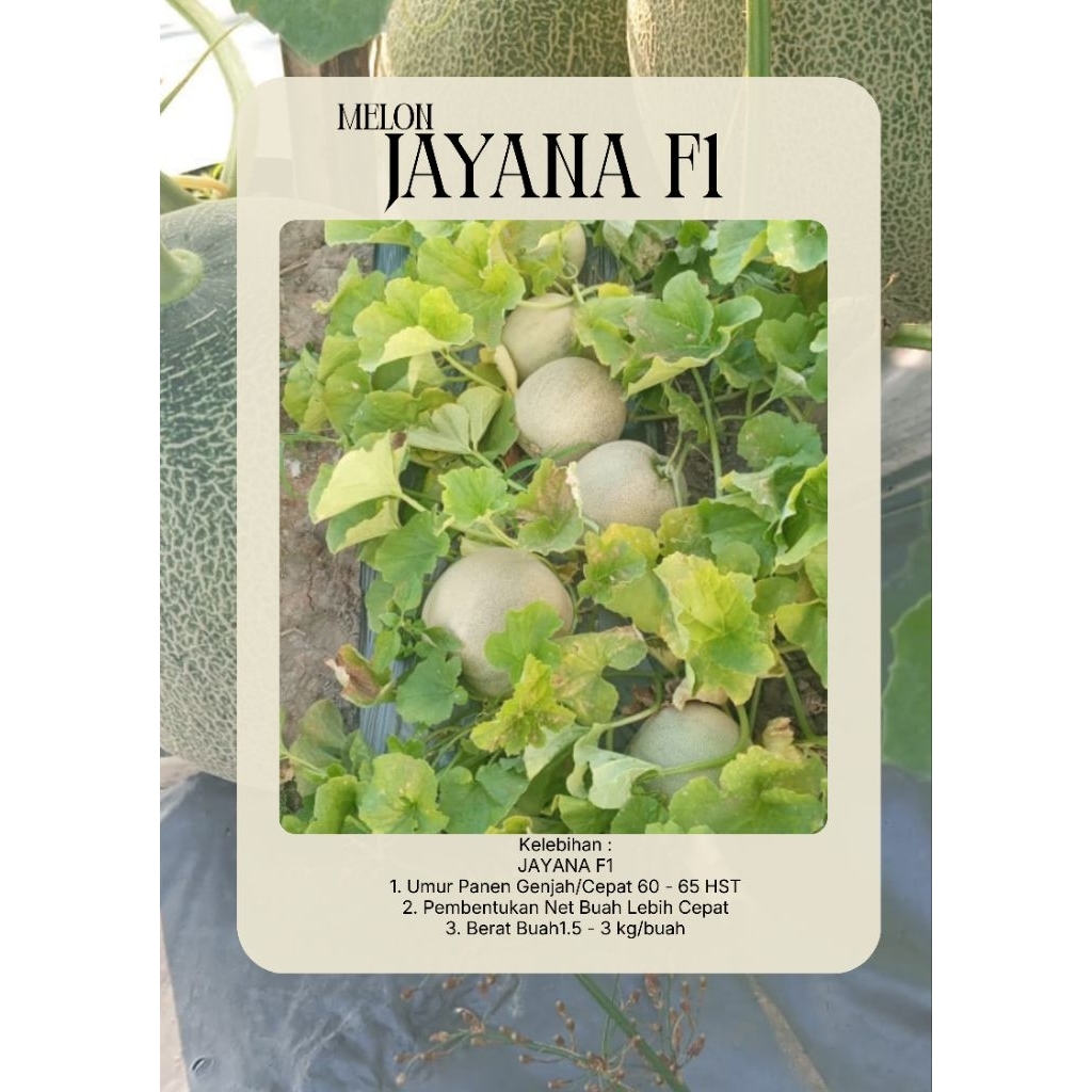 Benih Melon Hibrida Jayana F1 Ouval Seed Umur Genjah Isi kemasan 13 gram Exp 2026