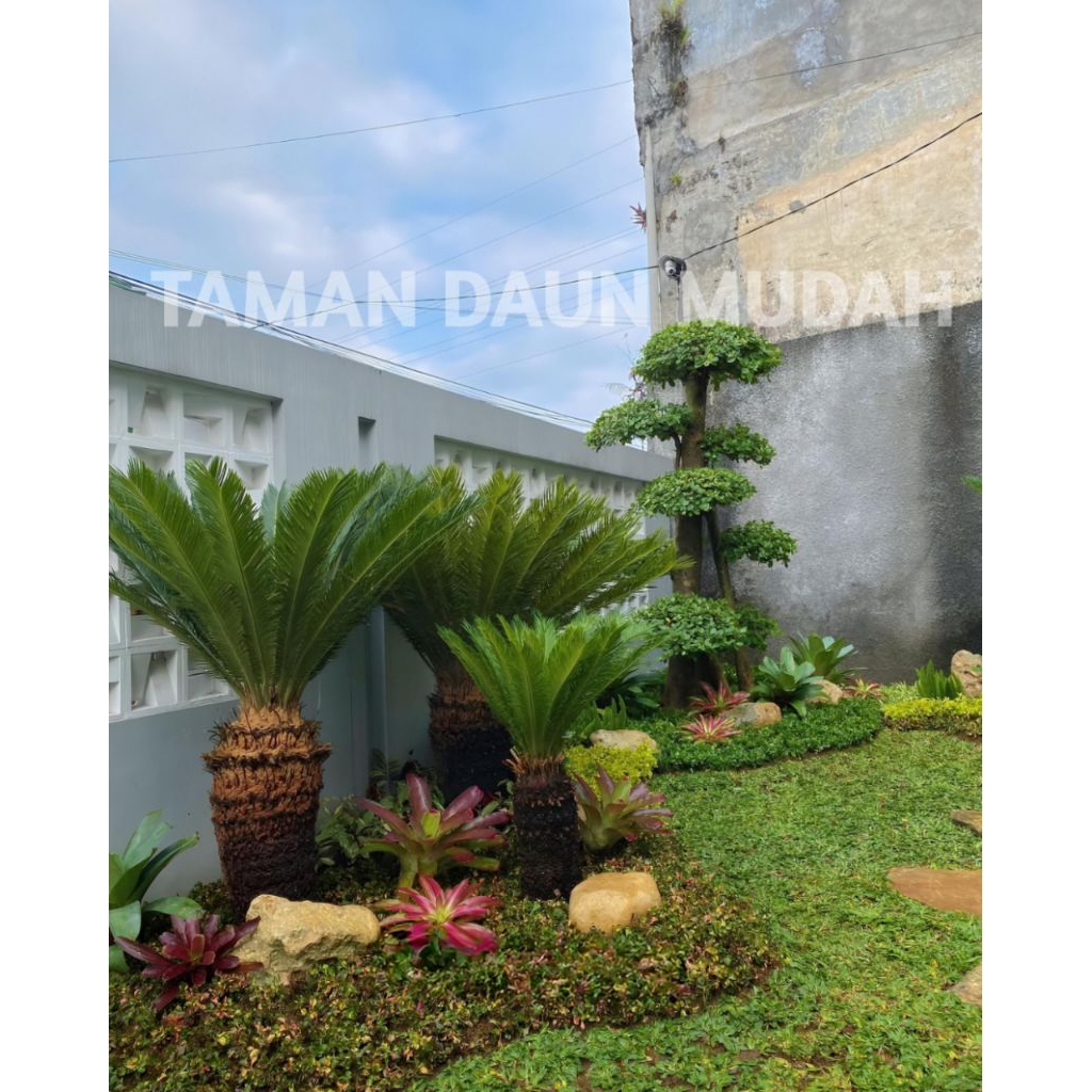 taman rumput kombinasi bonsai beringin dolar / pohon sikas