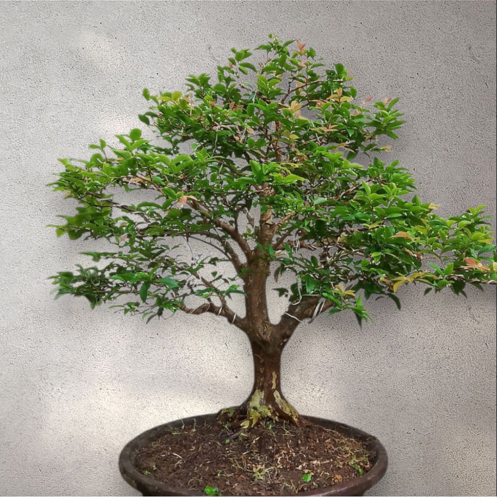 bonsai anggur brazil kupa landak spesial