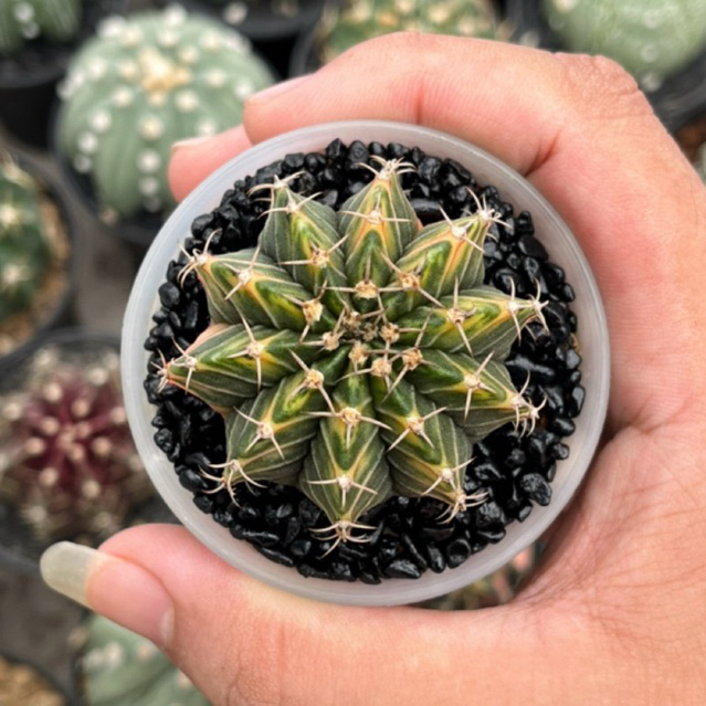 Kaktus LB hybrid Variegata selected multiribs