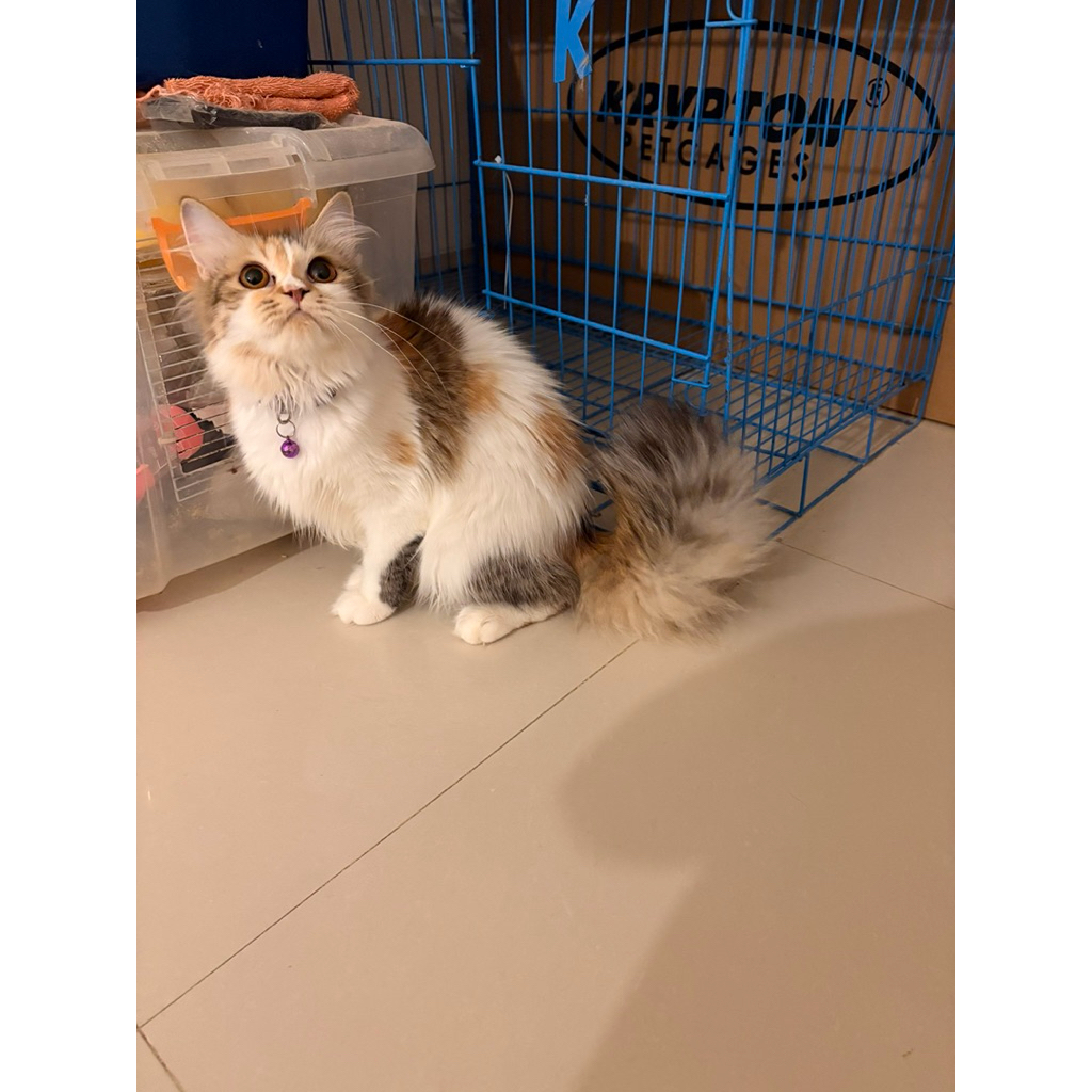 (GOSEND ONLY) Kucing Persia Calico Termurah / Persia Betina