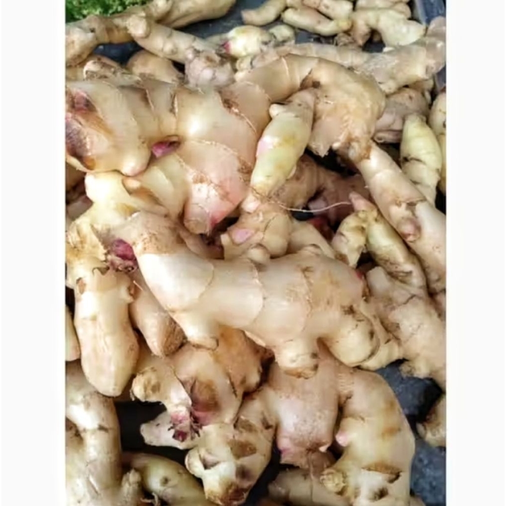 Jahe Gajah Muda Segar 1 Kg