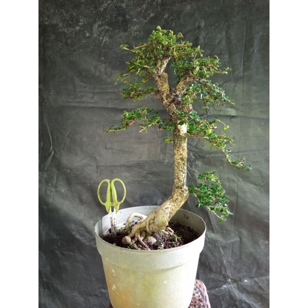 REAL PICT Bonsai hokiantea mikro arcia size medium siap pajang rimbun