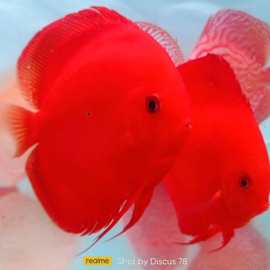 Discus Aquascape Super red ikan hias aquarium