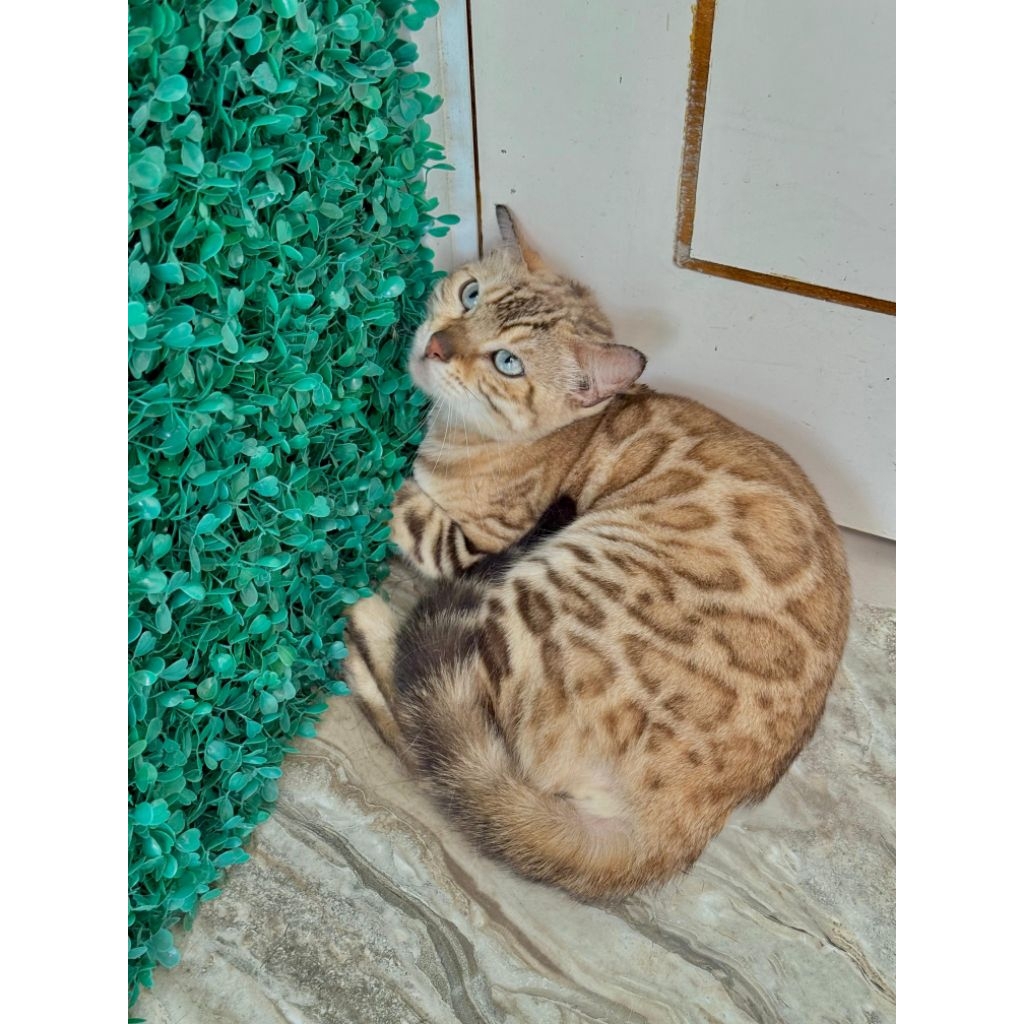 Adopt Kucing Bengal pedigree