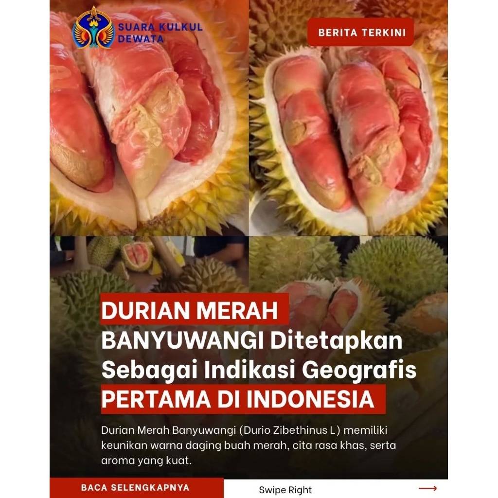 Bibit durian merah banyuwangi