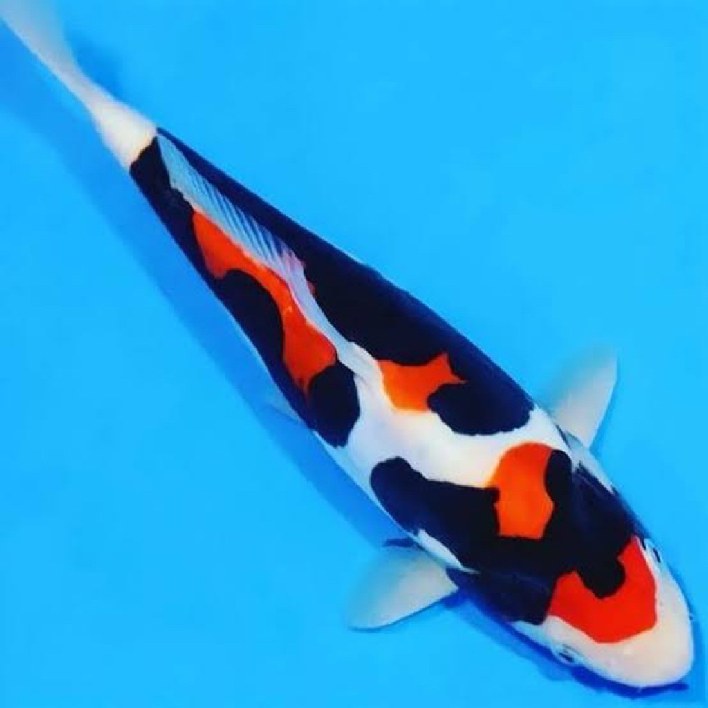 koi benikumon/showa doitsu size 25+++