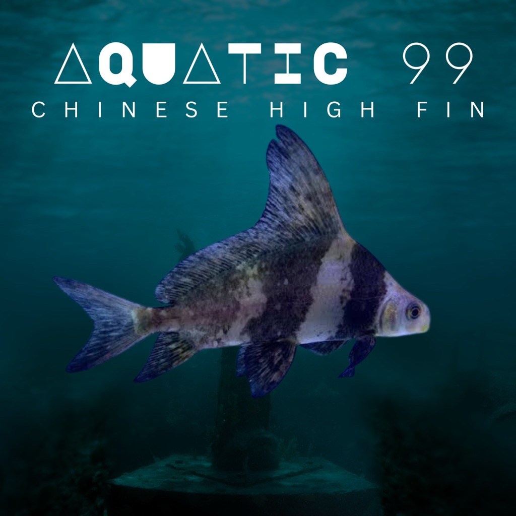 CHF / Chinese High Fin Size 12-14cm