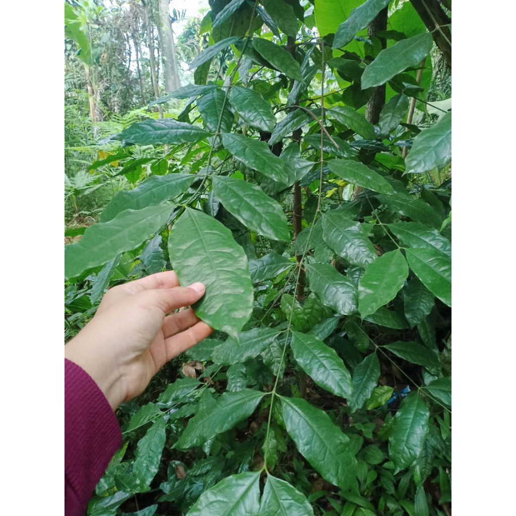 Pohon buah melinjo tinggi 2meter