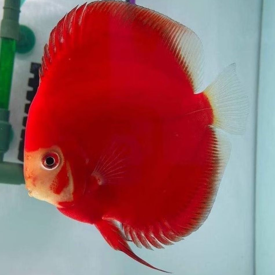 Discus Red ninja ikan hias aquascape
