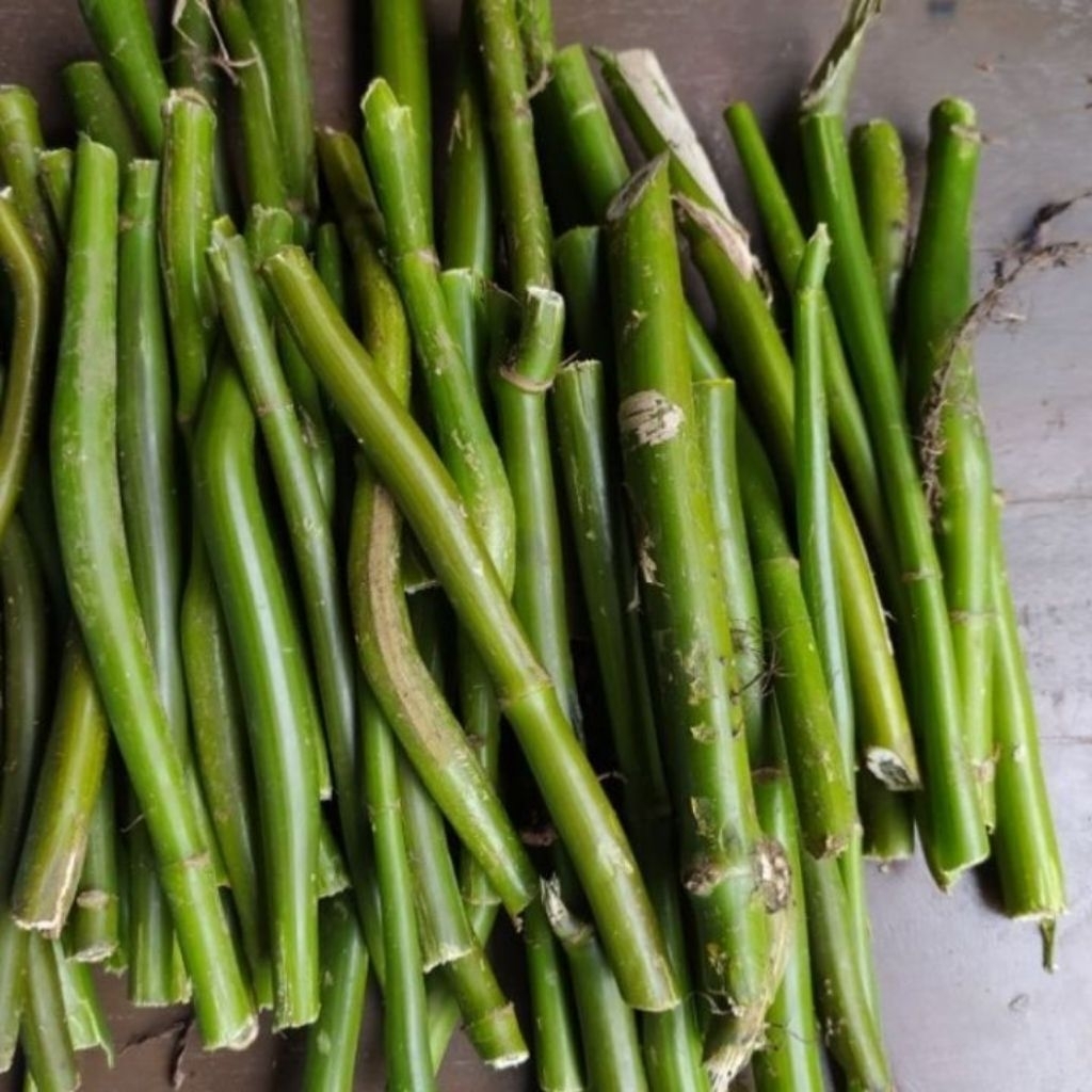 bibit stek batang pohpohan/20 batang