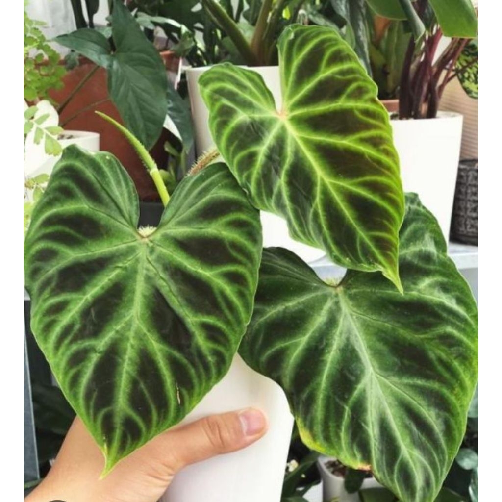 Tanaman Hias Philodendron Verucosum