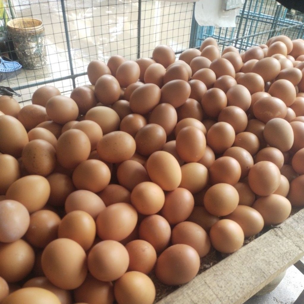 telur(1rak/30butir)