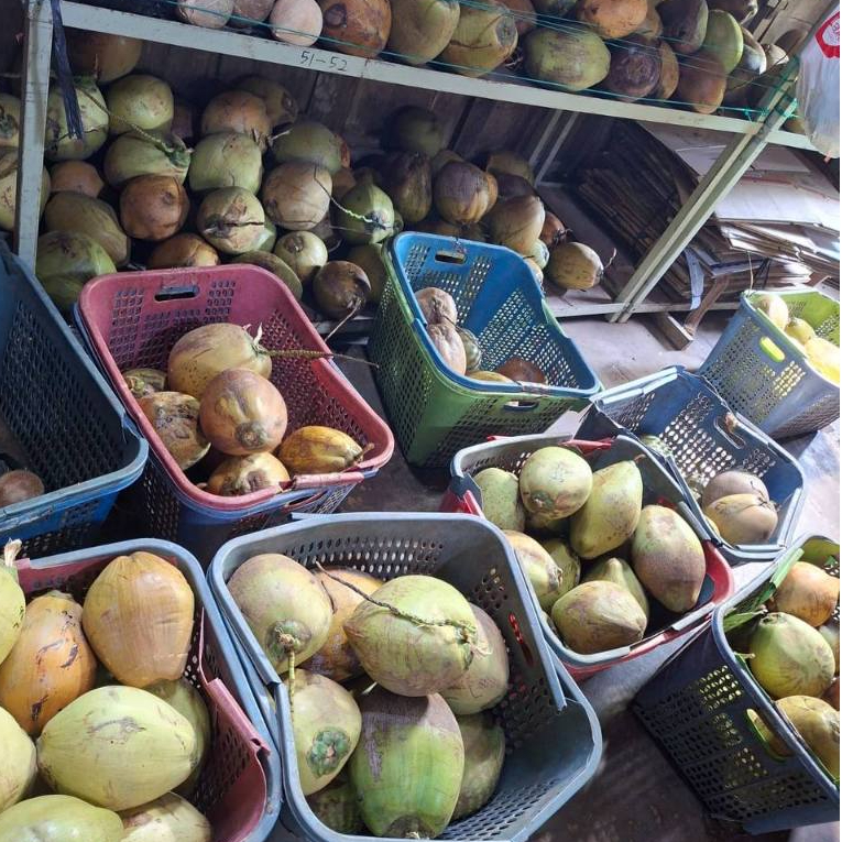 Kelapa kopyor ukuran besar