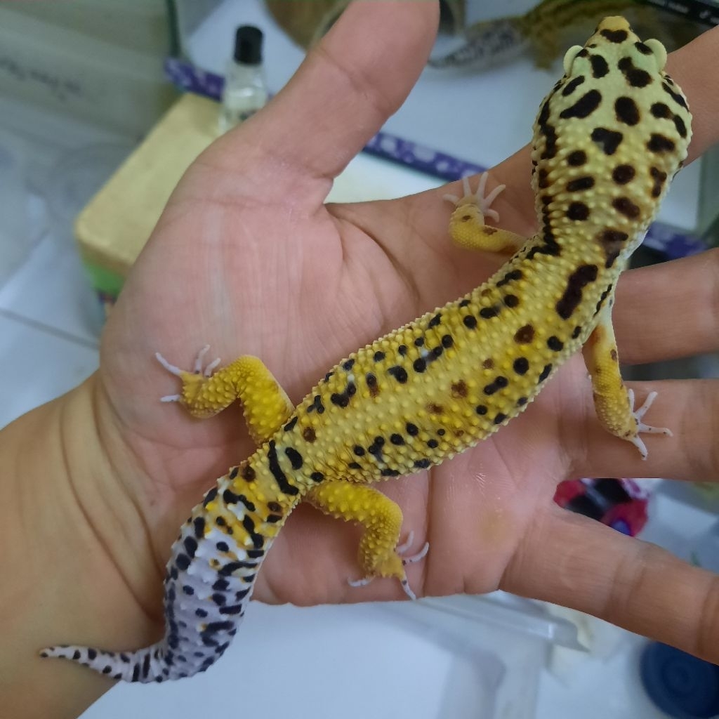Promo Murah Mainan dewasa Gecko leopard Jantan siap kawin
