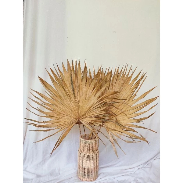 Palem Kering Palem Kering Dekorasi Palm Kering Dekorasi Palem Kecil Palem Dekorasi Palem Dekorasi Tu