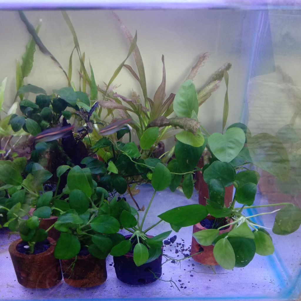 Tanaman Anubias (Marble classic,Pinto,Petite Indukan)