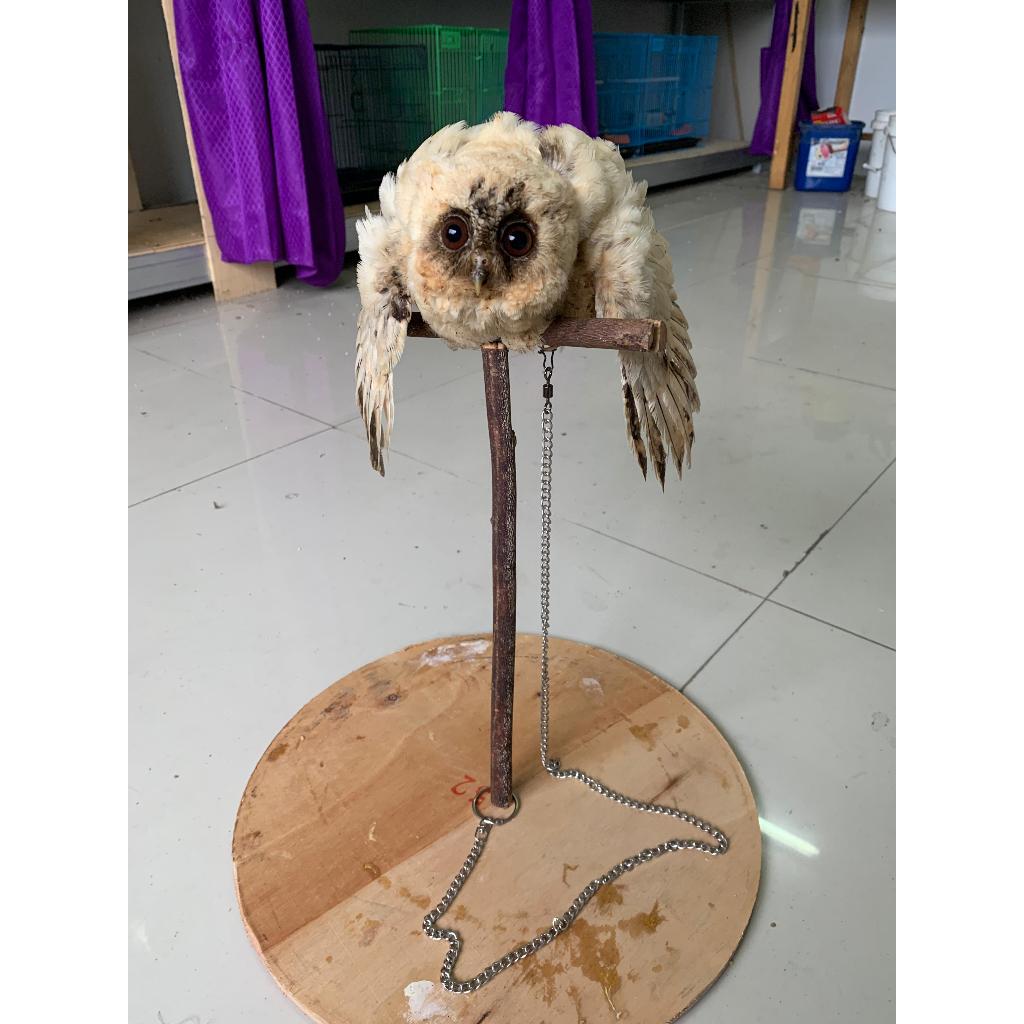 Burung hantu mini hias/ burung hantu owl jinak