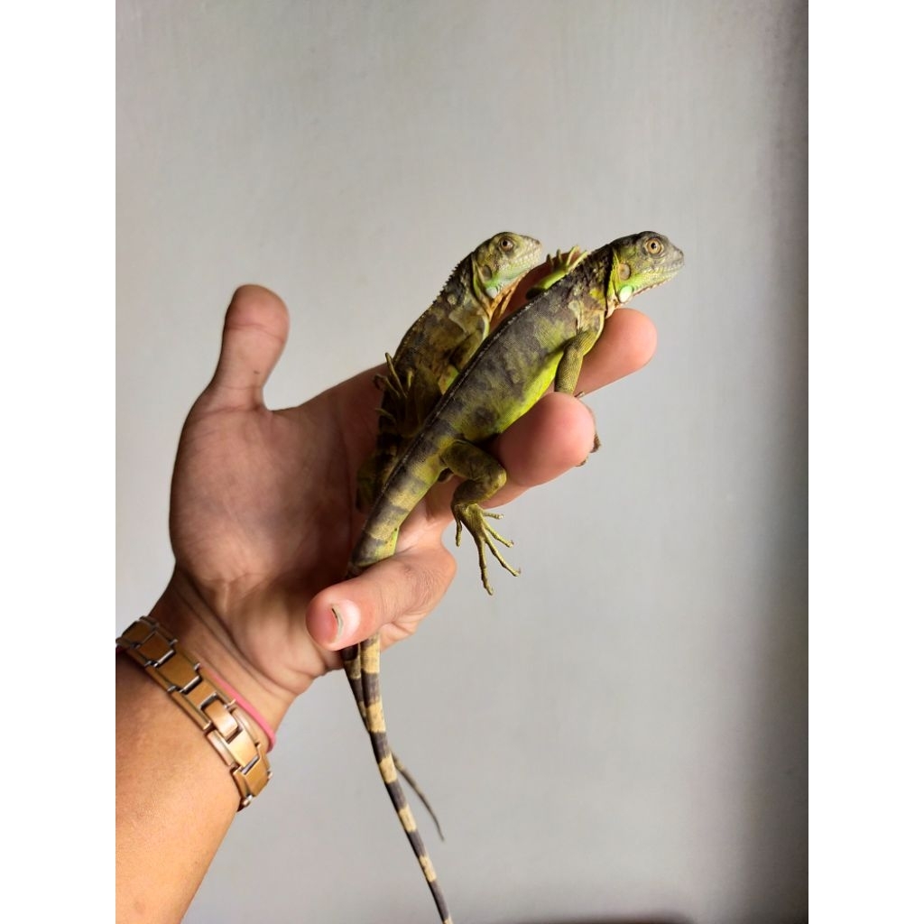 Godzilla iguana red albino