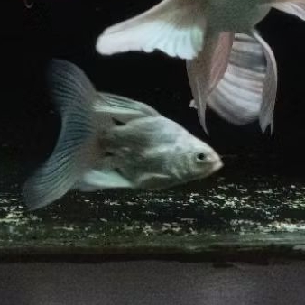 koi butterfly hudielong grade A size 8-11cm (koi platinum)