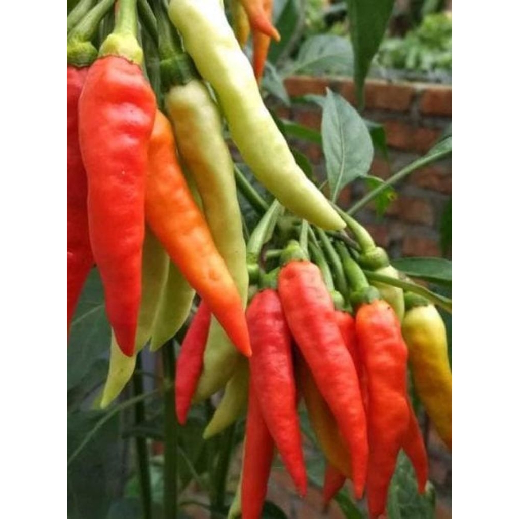 BIBIT TANAMAN CABE RAWIT UNGGUL CABAI RAWIT SIAP TANAM ( BELI 10 GRATIS 2)