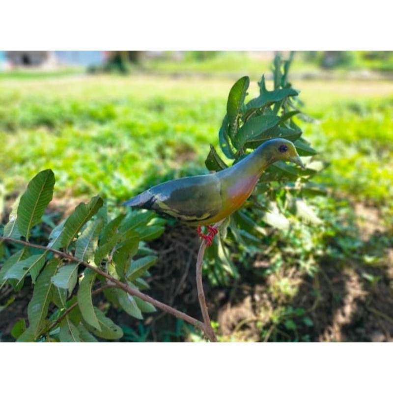 Jontrot burung punai walik daun mirip asli