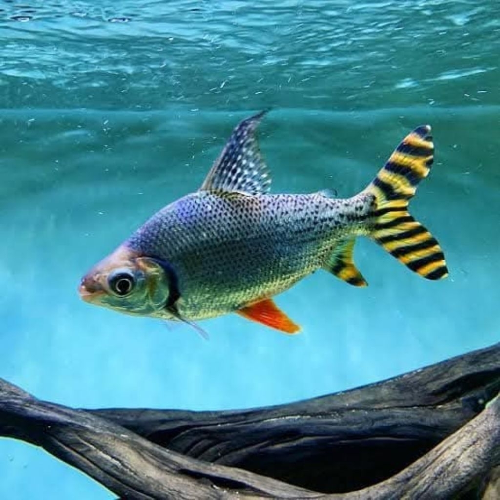 American Yellow Flagtail / Yellow Feifeng - Ikan Hias Pembersih Lumut Algae Aquarium YFF