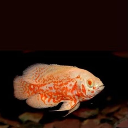 Oscar nemo good marking predatorfish tankmate