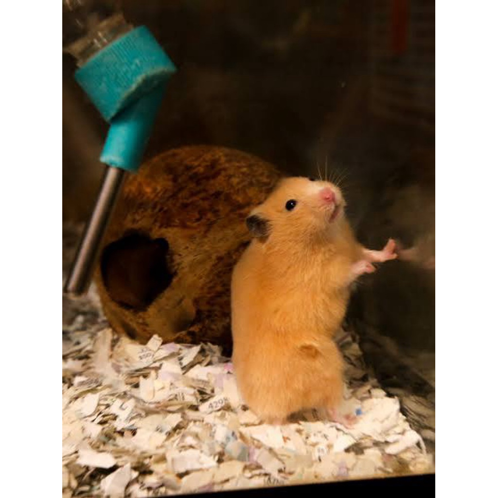 hamster syrian indukan