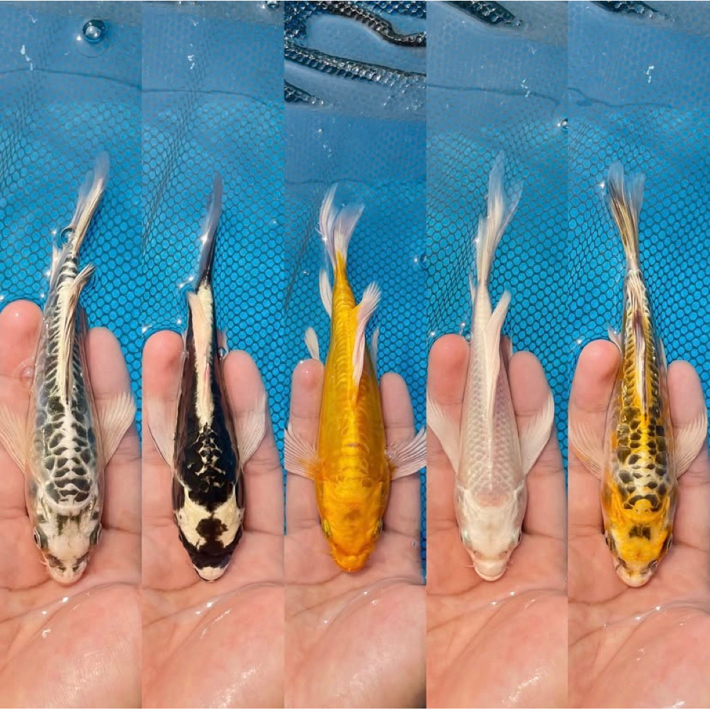 Koi Kumpay Blitar sz 8-12 3 ekor murah