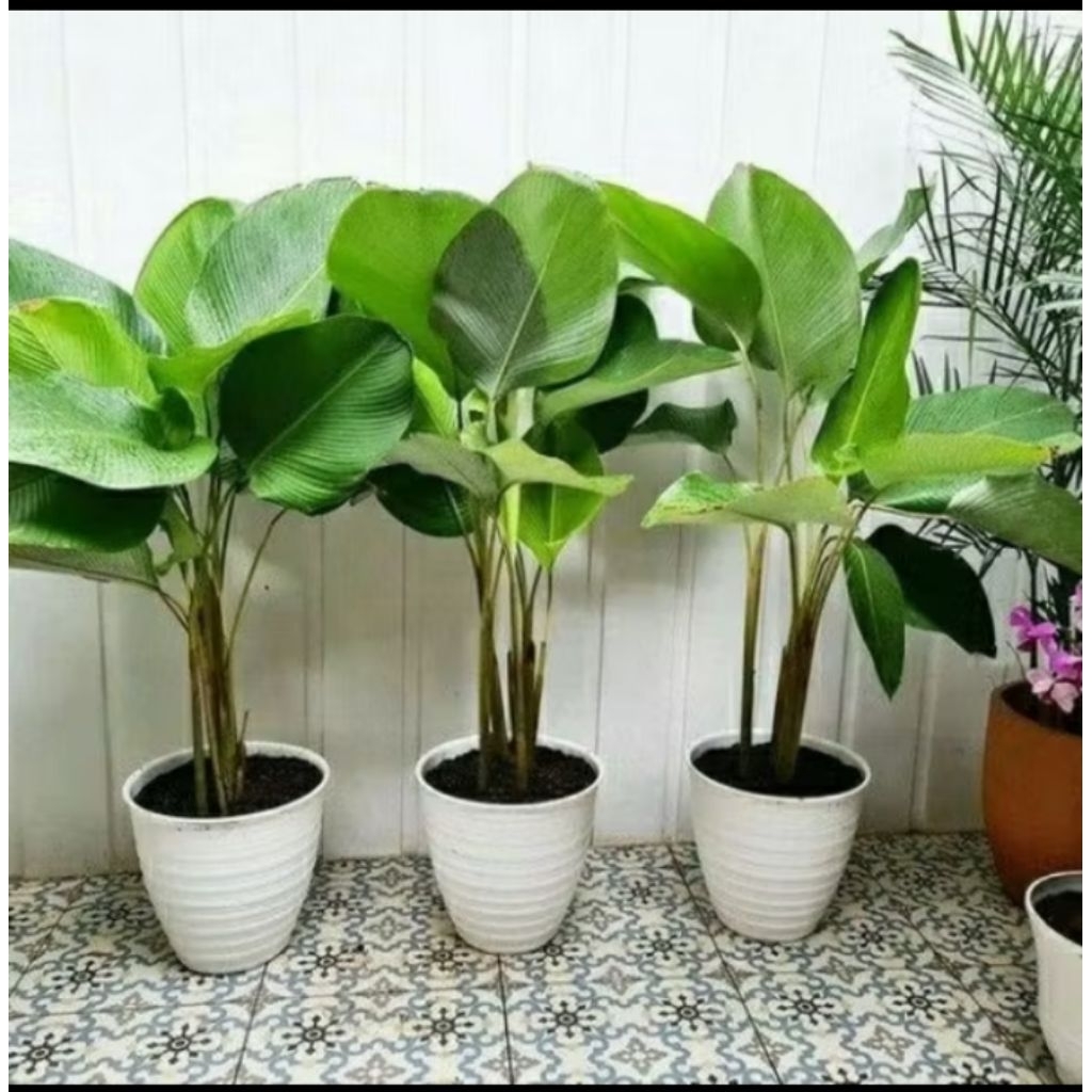 PAKET 5 TANAMAN HIAS CALATHEA LUTHEA-TANAMAN HIAS CALATHEA LUTHEA/CALATHEA PISANG TANAMAN HIAS CALAT