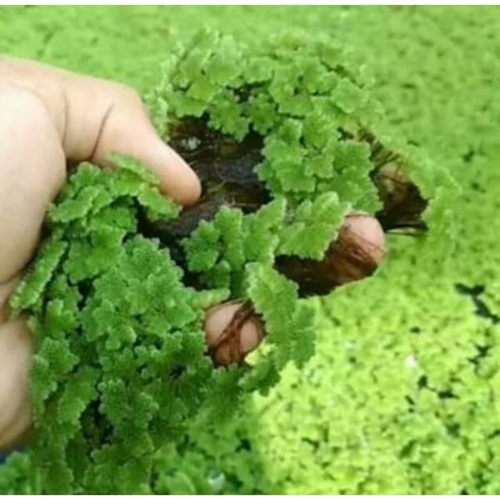 Bibit/Benih Azolla pinnata/microphylla pakan alternatif 100 gram