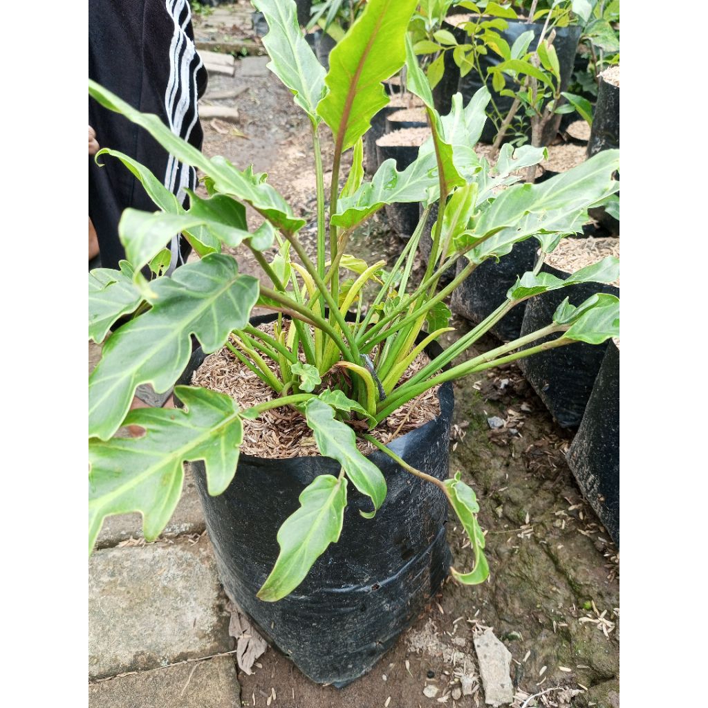 tanaman Thaumatophyllum Xanadu.atau Philodendron Xanadu.
