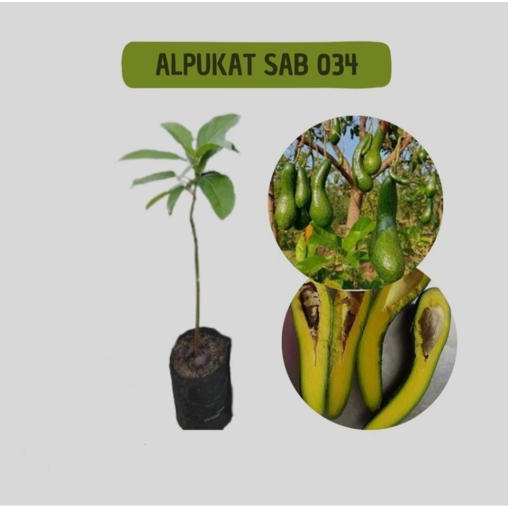 bibit alpukat sab 034,bibit alpukat sab 034 super jumbo
