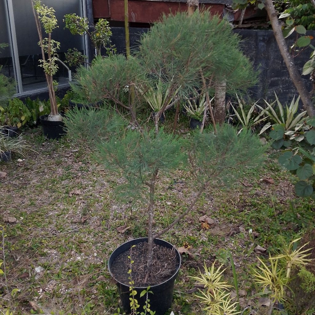 Bonsai taman cemara udang tinggi 1 meter up