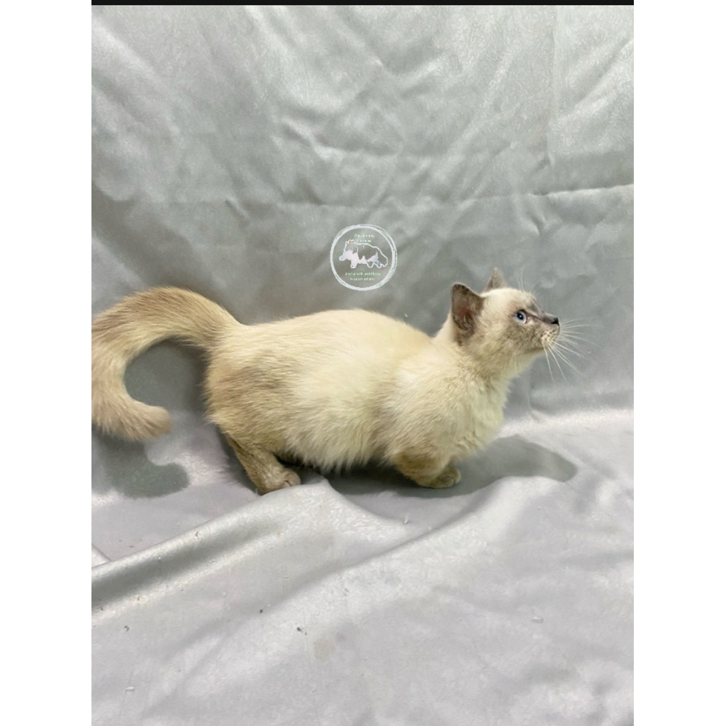 kucing munchkin himalaya