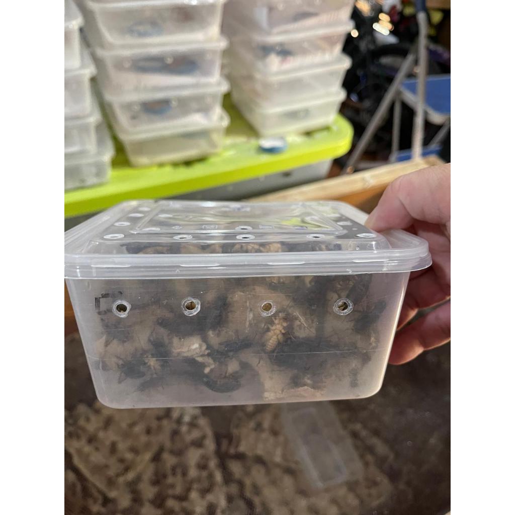 JANGKRIK HIDUP PAKAN REPTIL / BURUNG