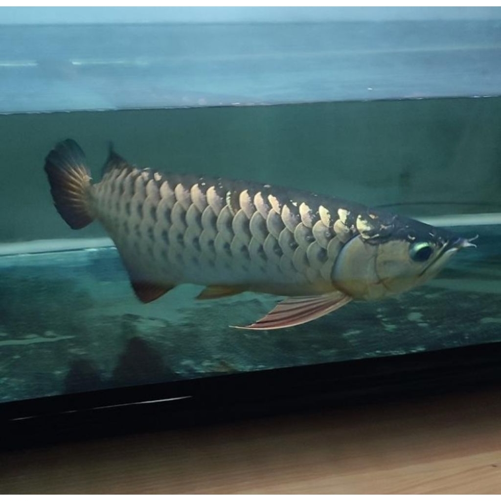 Arowana Golden Red 40cm - Ikan Hias Aquarium