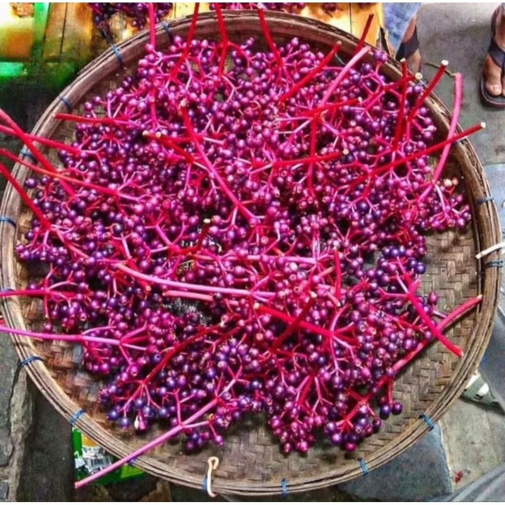 1 tangkai buah parijoto,  parijoto buah promil,buah parijoto asli muria