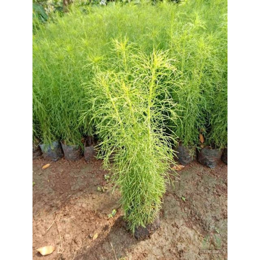 Tanaman cemara air - pohon cemara air - tanaman pagar