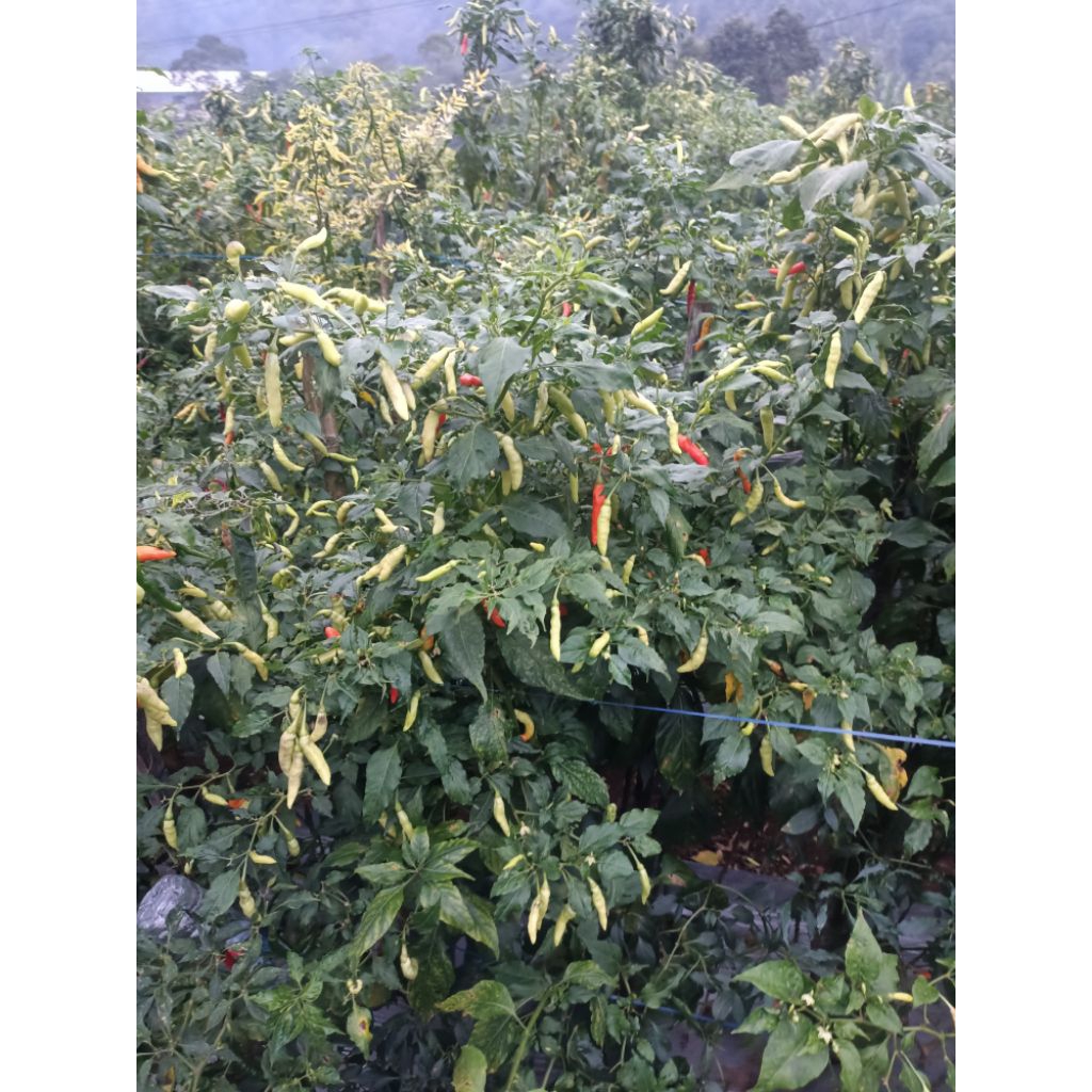 RAWIT PEDAS HALBANERO