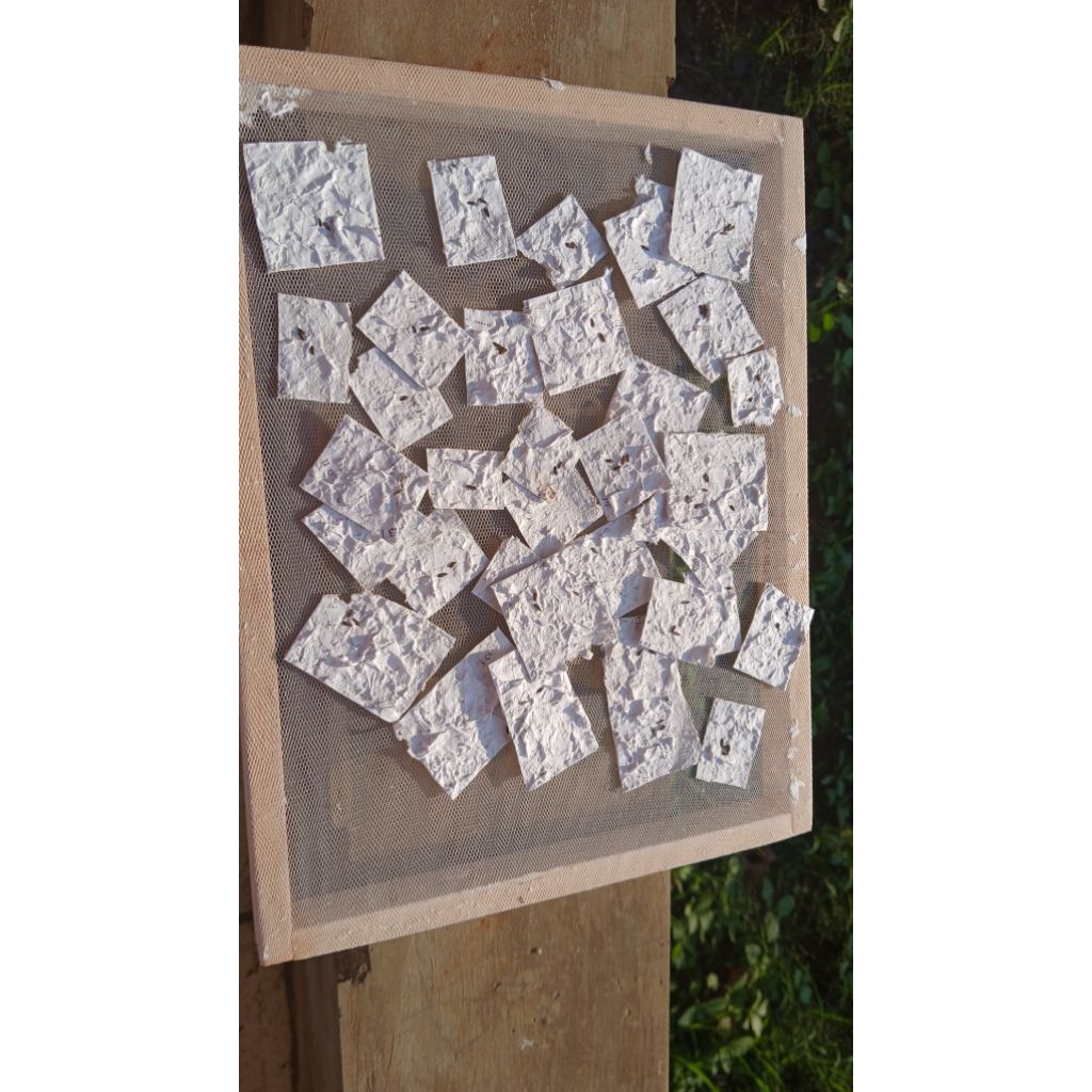 paper seed bibit selada