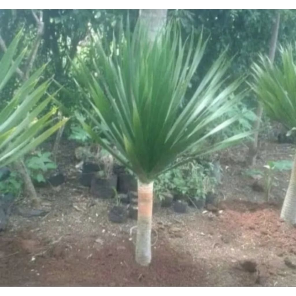 Pohon pandan bali ukuran batang besar tinggi -100cm