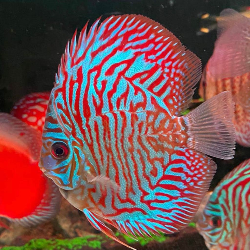 discus red mozaik mulai ukuran 2cm-2inch discus