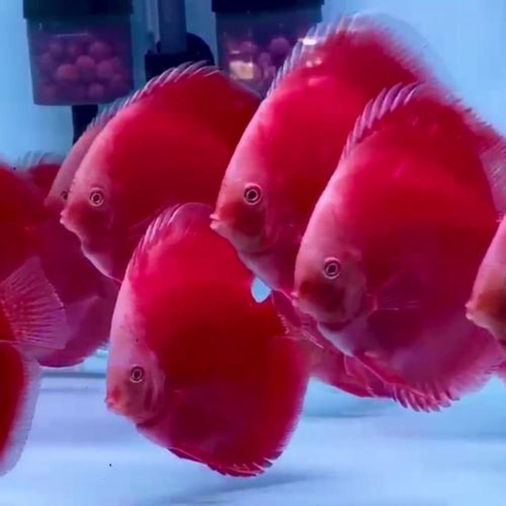 discus valentine mulai ukuran 2cm-2inch discus