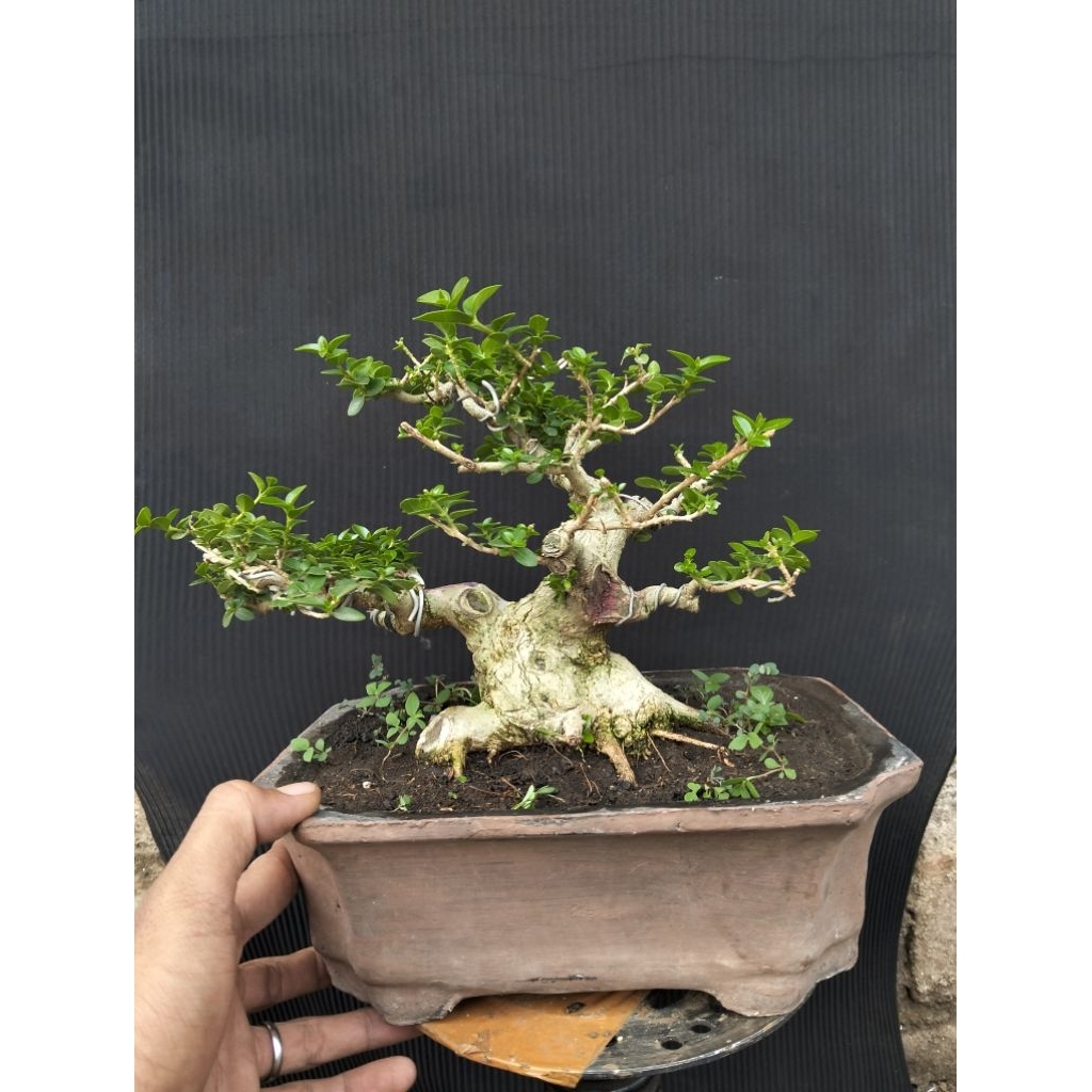 Bonsai sancang small real pict