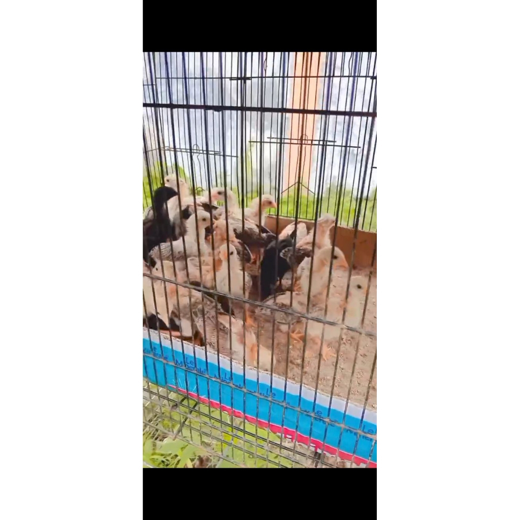 ayam ak47 usia 1,5 bulan