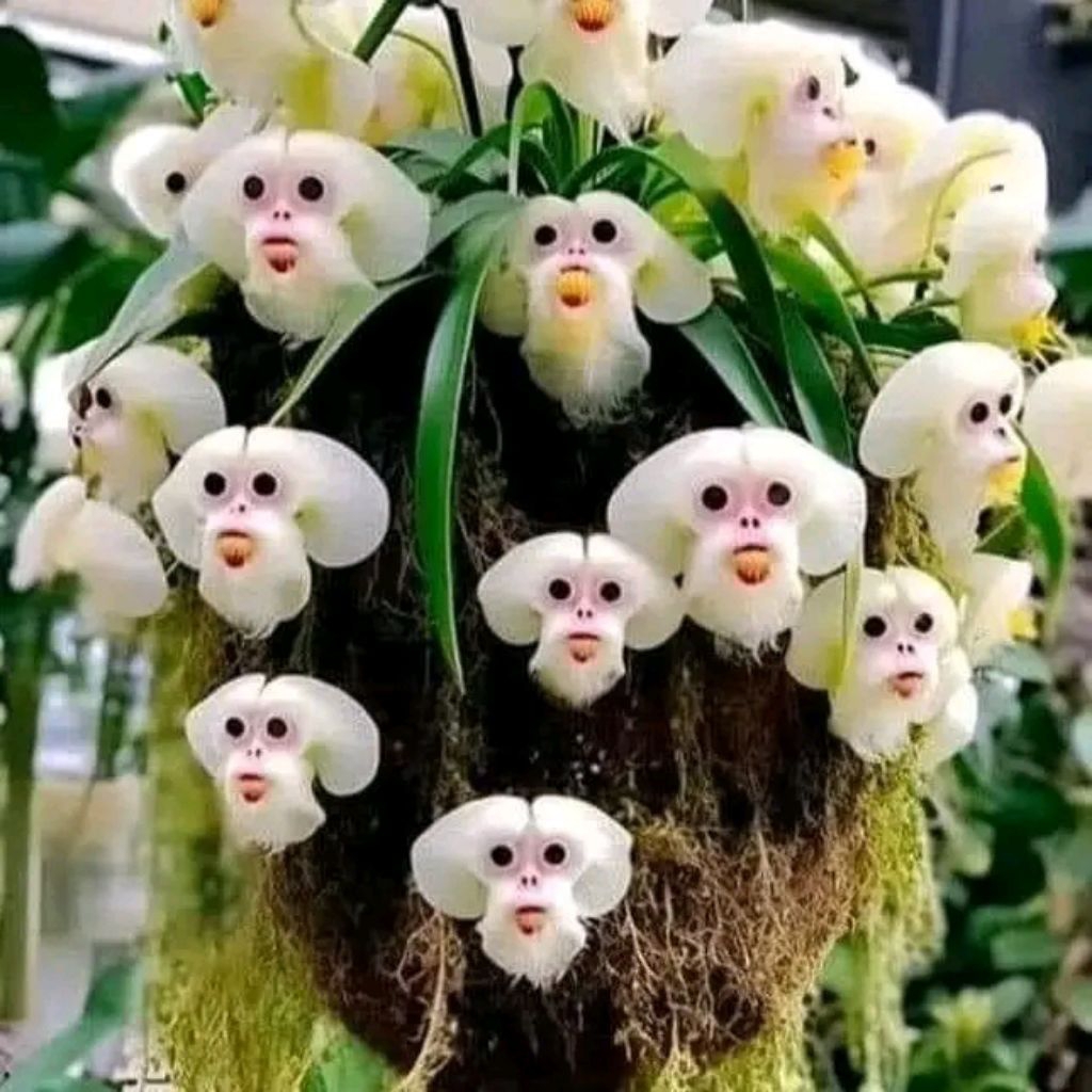 (BISA COD) Anggrek import dendrobium dracula simia