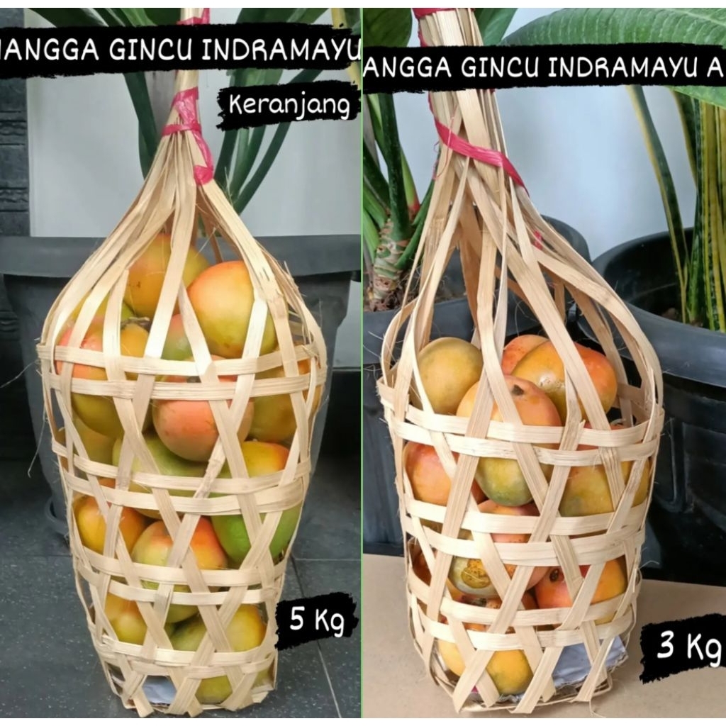 MANGGA GINCU SUPER INDRAMAYU KERANJANG 3 KG MANIS