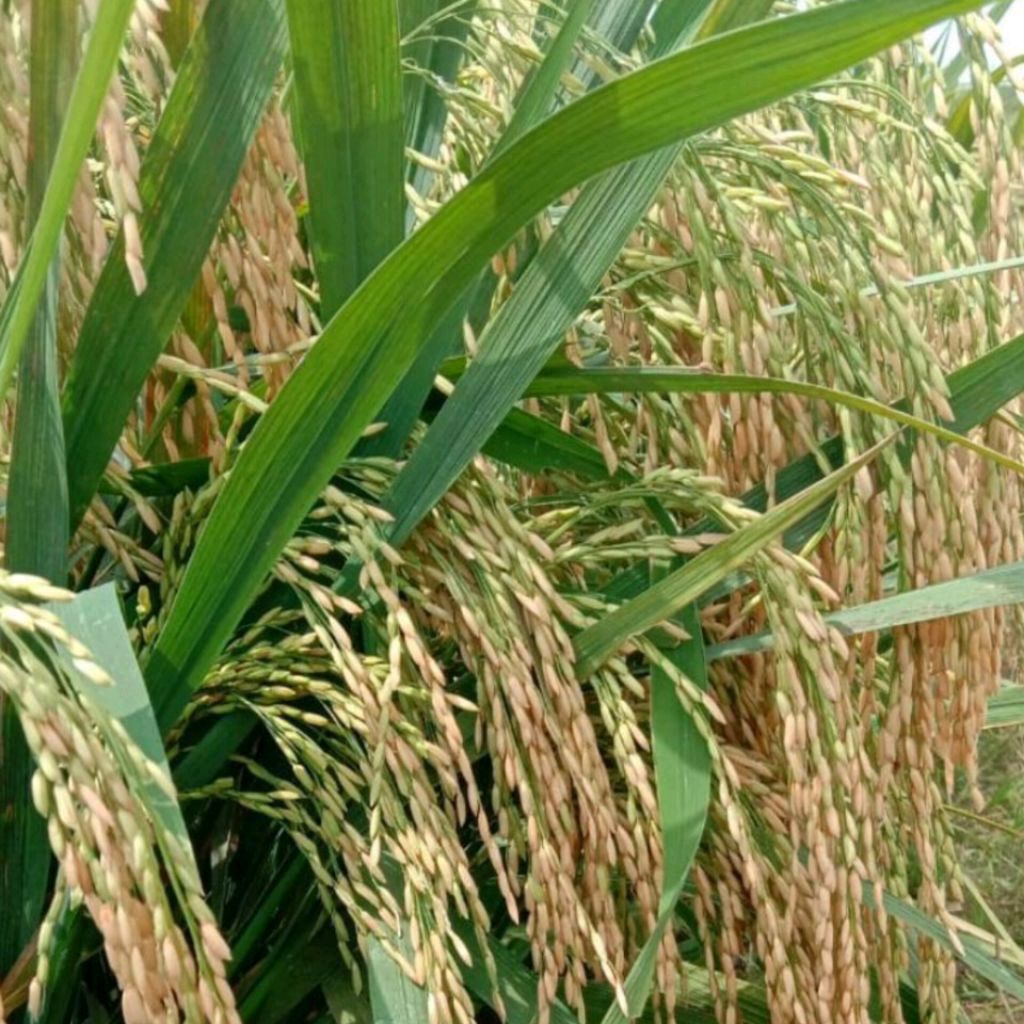 Benih Padi Suppadi 56 Hibrida F1 Potensi Tinggi Kualitas Unggul 5kg